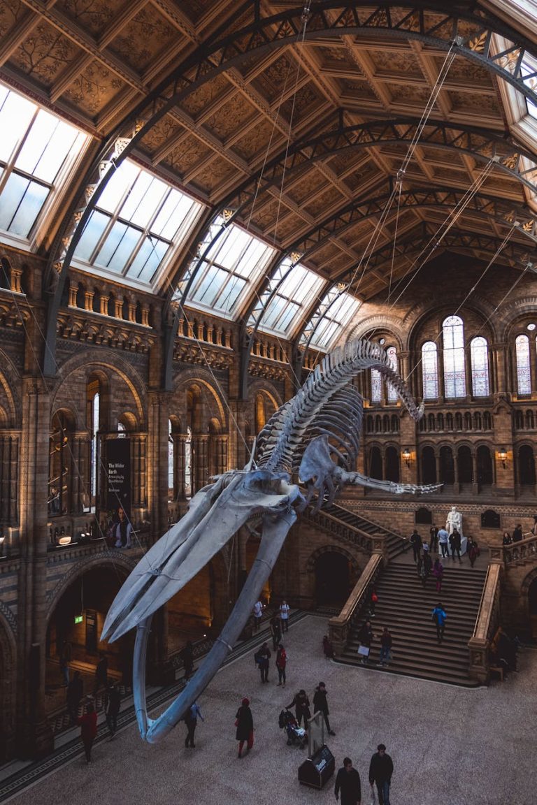 Interior of Natural History Museum, London featuring a majestic whale skeleton and visiting tourists.