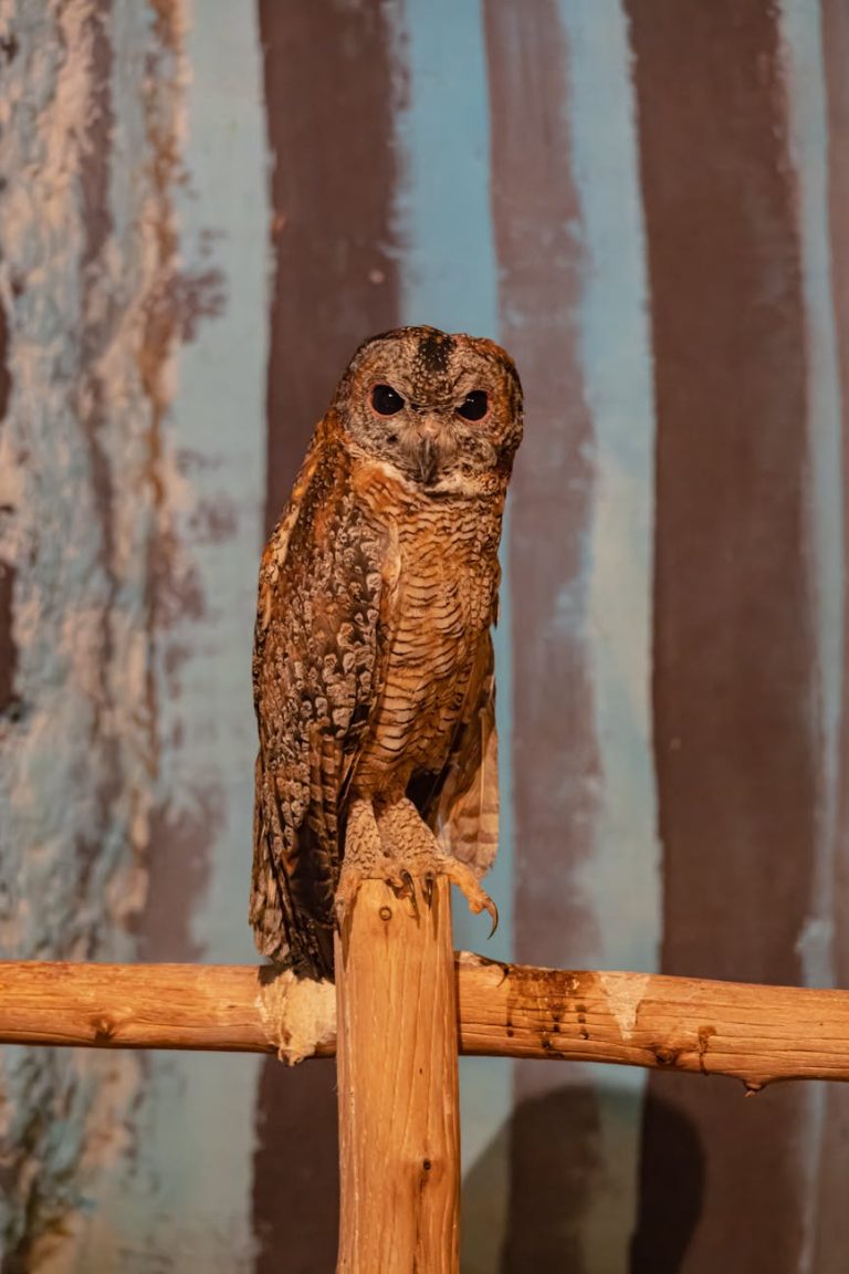 A spotted owl sits perched on a wooden branch indoors, showcasing its intricate plumage.