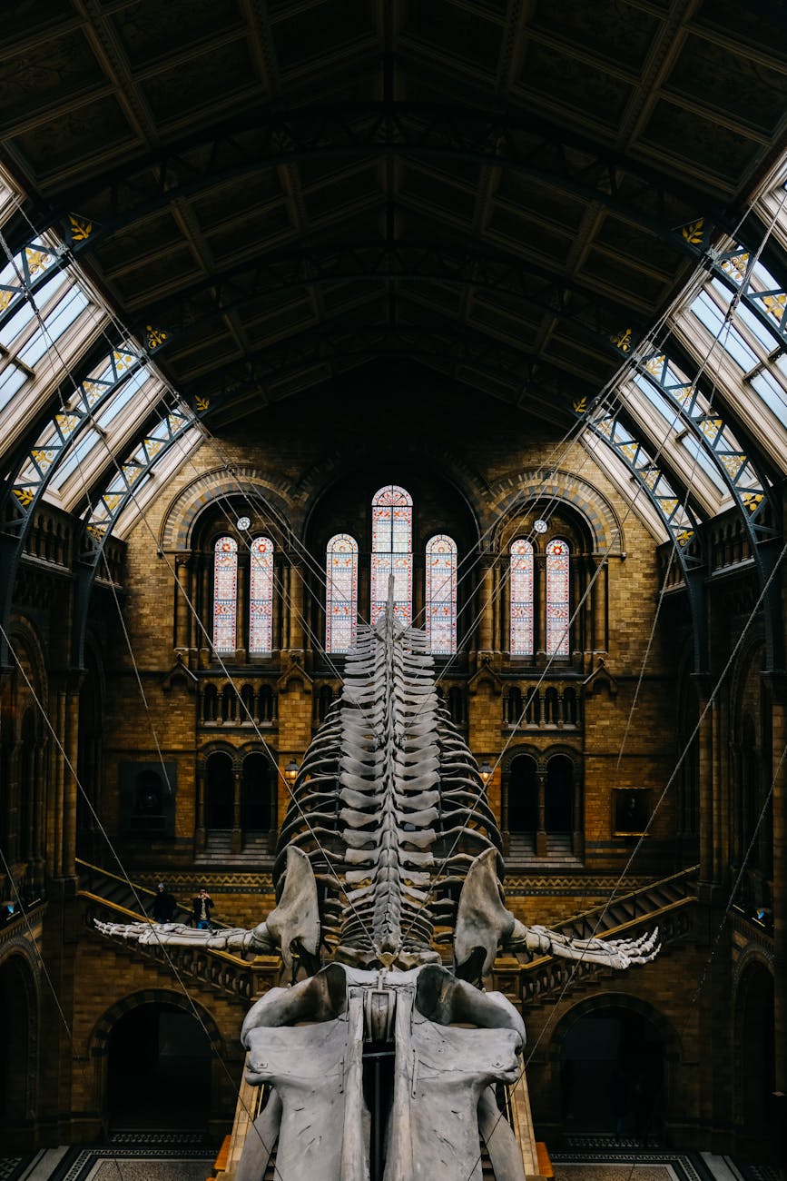 Elevated view of a dinosaur skeleton in a grand museum hall, showcasing architectural beauty.