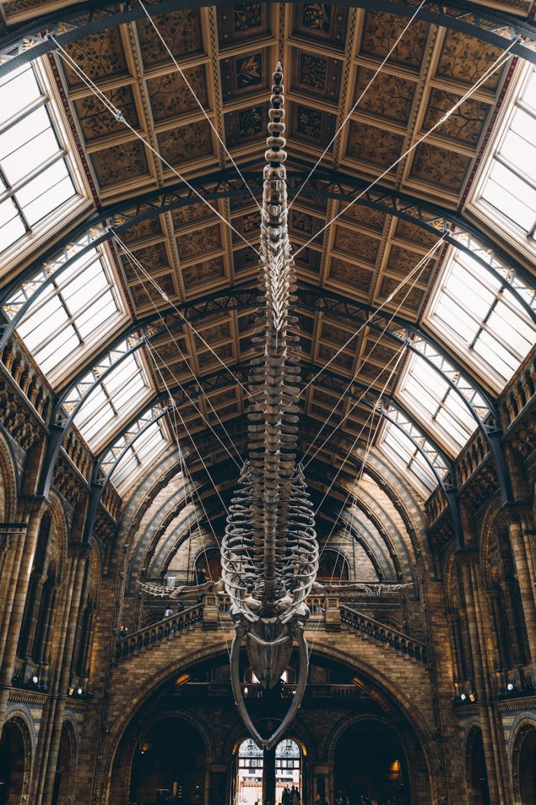 Hanging blue whale skeleton in the iconic Natural History Museum, London.