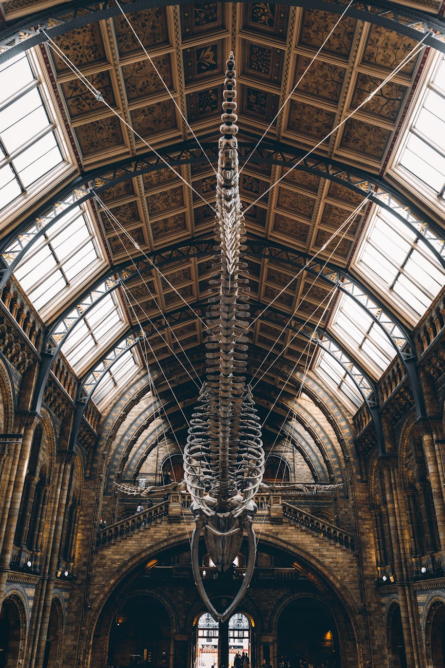 Hanging blue whale skeleton in the iconic Natural History Museum, London.